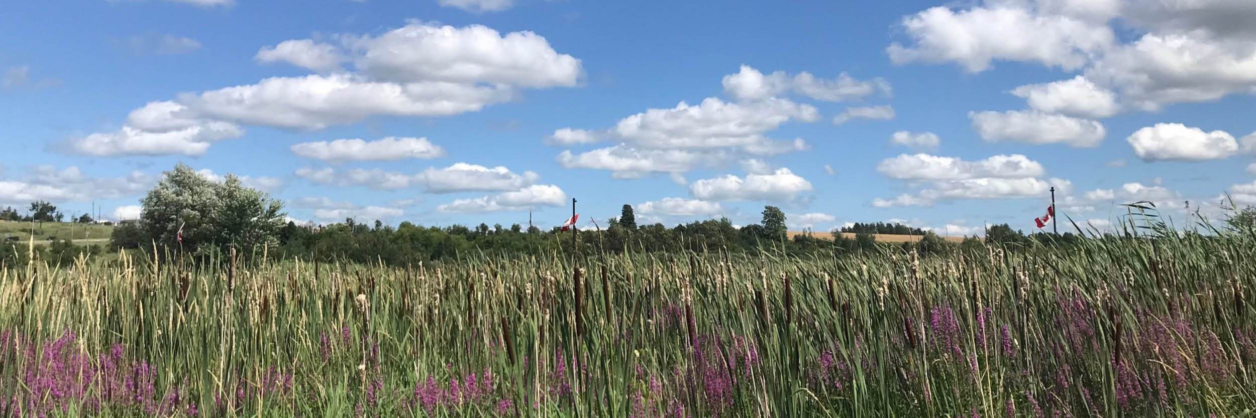 Property Listings Town of Orangeville